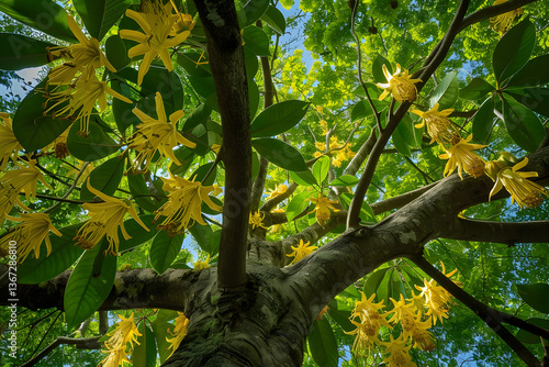 Ylang-Ylang Tree Blooming Bright on a Sunny Tropical Day: A Capturing Display of Nature's Beauty
