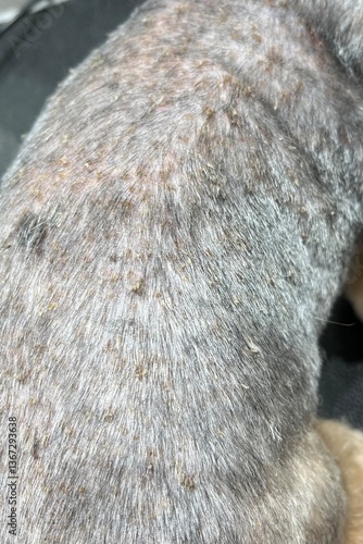 Dog Skin Condition: Allergic Dermatitis in a Yorkshire Terrier. small dog’s back displaying signs of skin disease, including redness and flaky patches. Useful for articles, blogs, and informational 