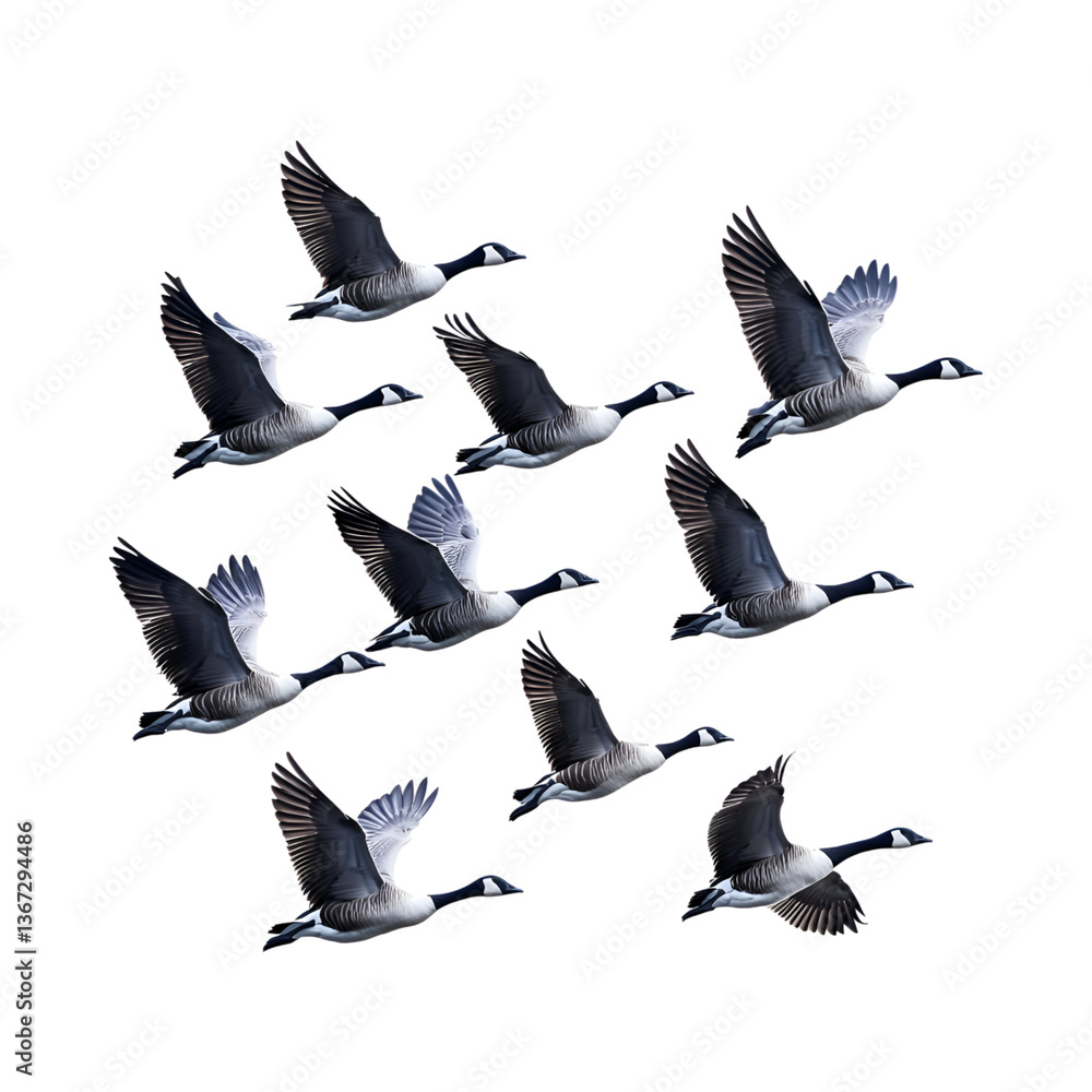 Fototapeta premium A Flock of Geese Flying in Formation Isolated on Transparent Background