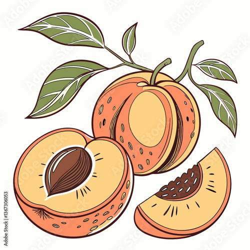Charming Peach Still Life: A Hand-Drawn Illustration of Summer Fruit