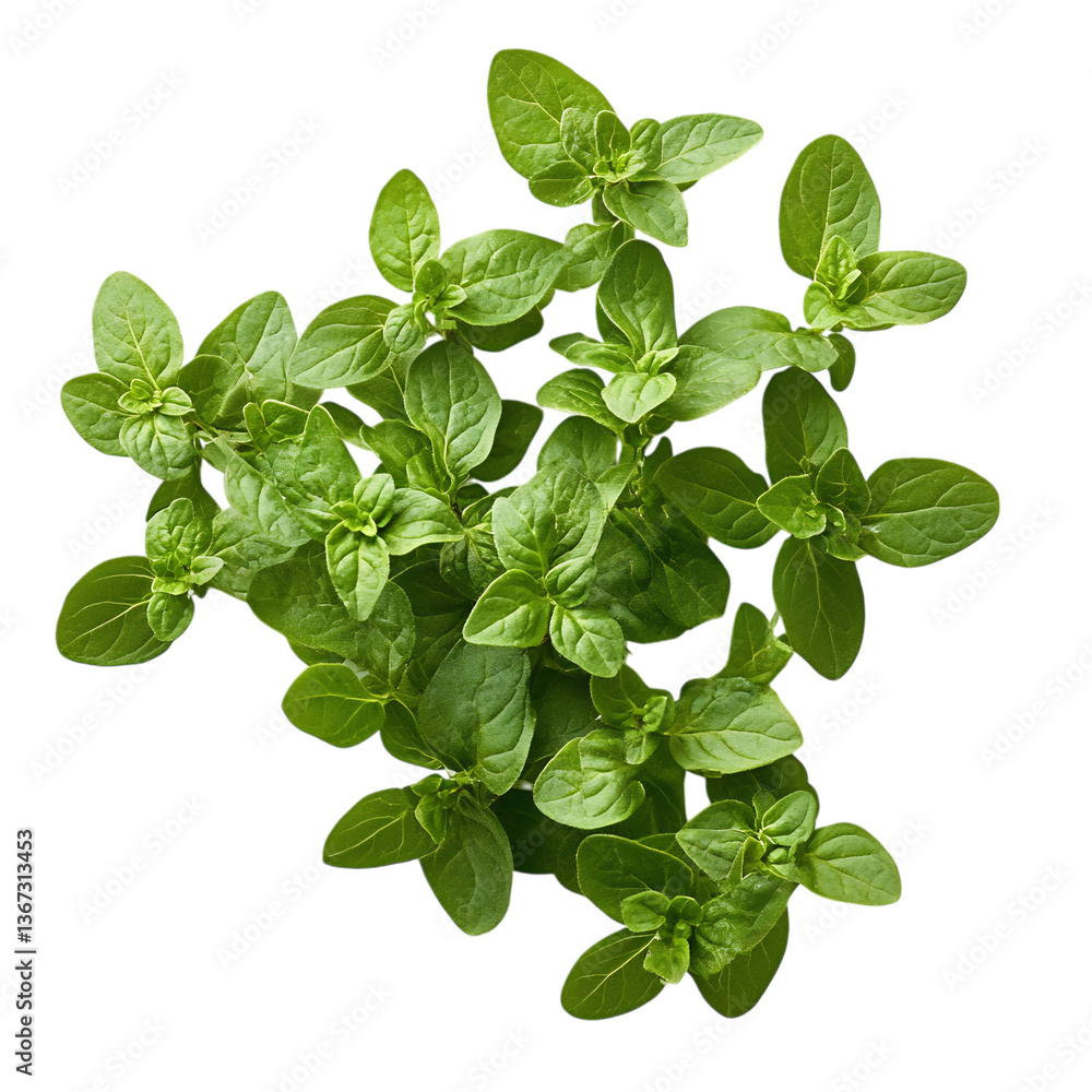 Fresh Oregano Sprig with Small Round Leaves Isolated on Transparent Background Fresh Oregano Sprig with Small Round Leaves Isolated on Transparent Background