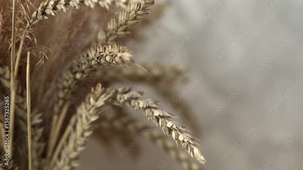 A bouquet of wheat stands on the window under the rays of the sun A bouquet of wheat stands on the window under the rays of the sun