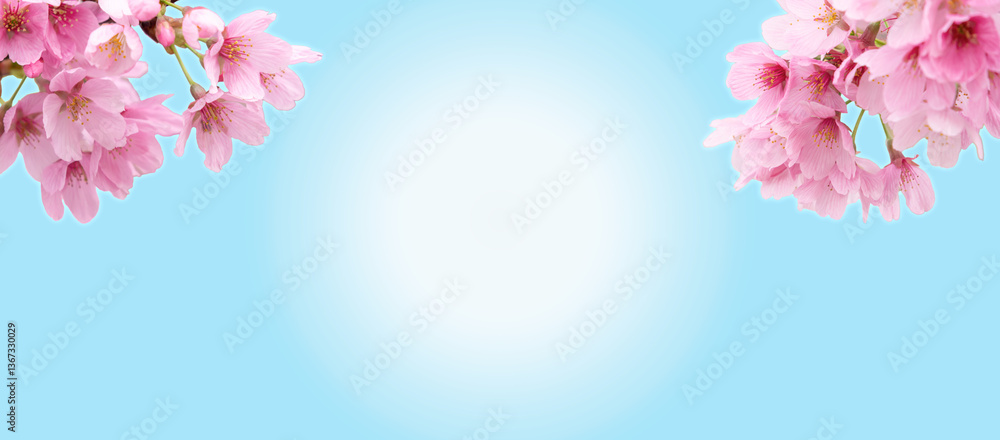 Fototapeta premium 春の背景 桜の花 