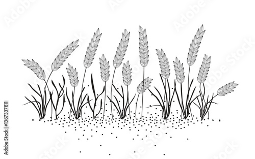 Ears, grains, stalks of wheat, oats, barley, rye. Harvesting the grain.