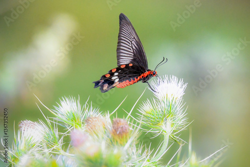 Beautiful Butterfly on a Flower