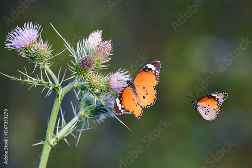 Butterfly on flower