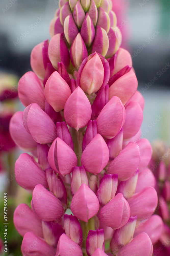 Obraz premium close up of beautiful Lupine Pink flowers in the garden