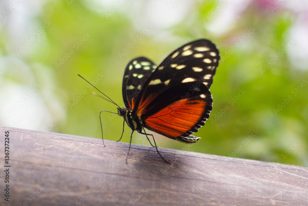 beautiful colorful butterfly in the garden on a flower beautiful colorful butterfly in the garden on a flower