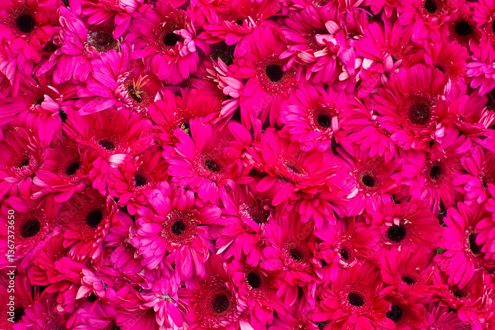 close-up of a beautiful Gerber Jameson flower in the garden close-up of a beautiful Gerber Jameson flower in the garden