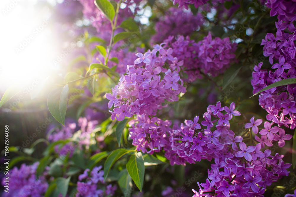 Obraz premium close up of beautiful purple lilac flowers in the garden