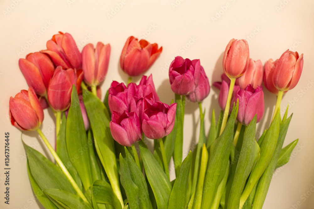 a bouquet of beautiful colored tulip flowers on a white background a bouquet of beautiful colored tulip flowers on a white background