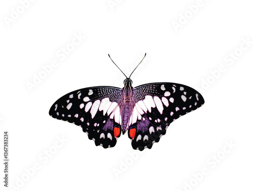 Beautiful butterfly in white background