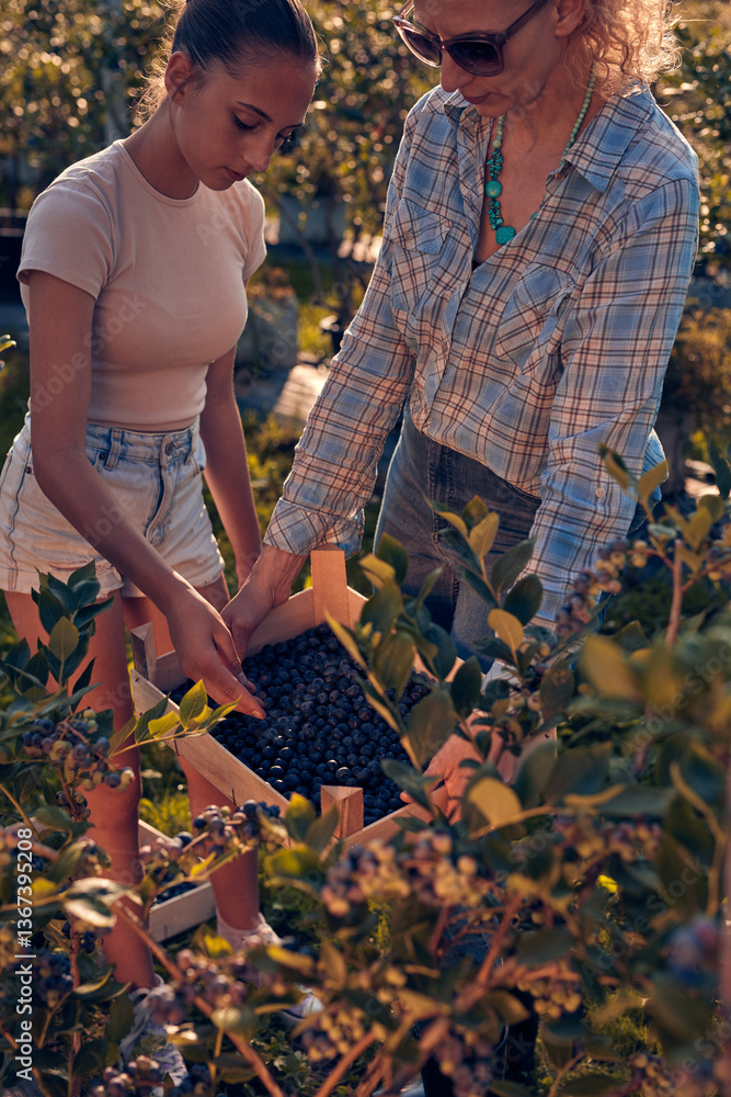 Mother and daughter picking blueberries on a family organic farm