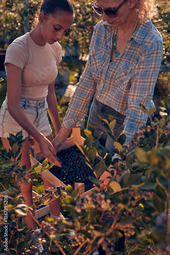 Obraz na płótnie Mother and daughter picking blueberries on a family organic farm w salonie