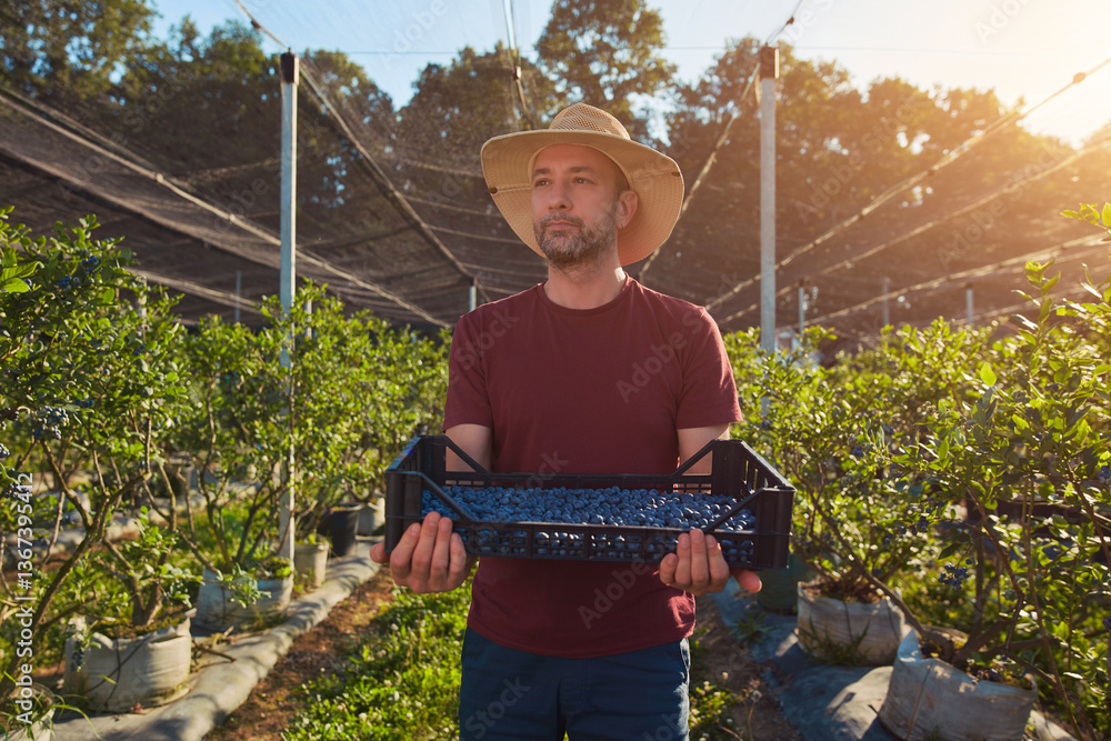 Farmer picking fresh blueberries on a farm.