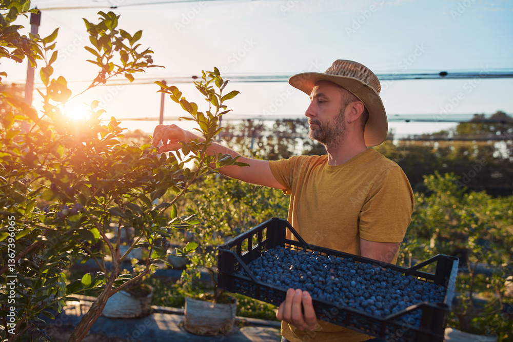 Farmer picking fresh blueberries on a farm.