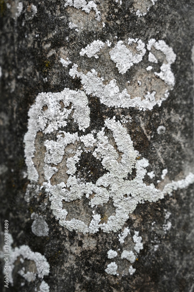 Unique lichen patterns on tree bark captured in a forest setting showcasing nature's intricate designs