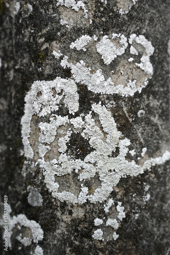 Obraz na płótnie Unique lichen patterns on tree bark captured in a forest setting showcasing nature's intricate designs w salonie