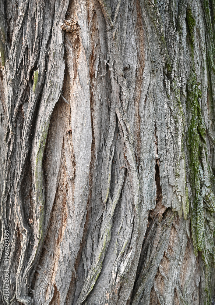 Textured bark of an ancient tree showcasing intricate patterns and natural beauty in a forest setting