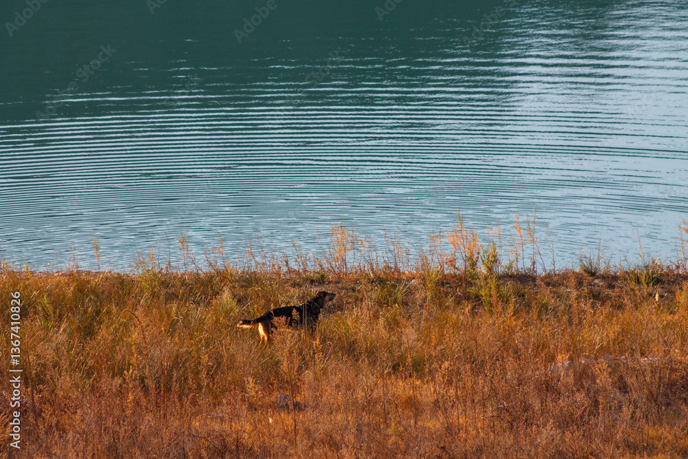 Fototapeta premium Dog playing near lake of Reservoir of Amadorio, Alicante.