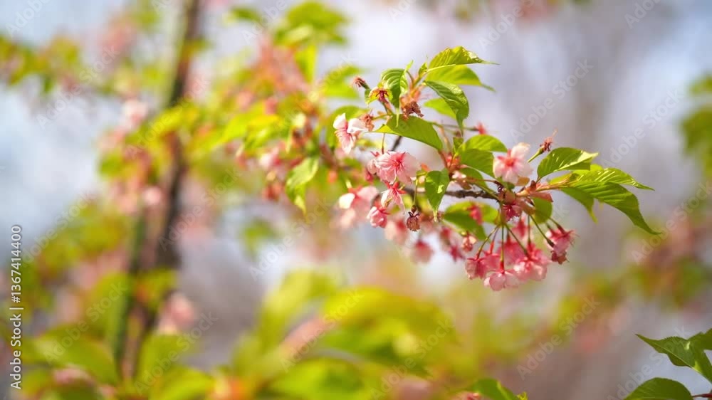 風に揺られる桜 風に揺られる桜