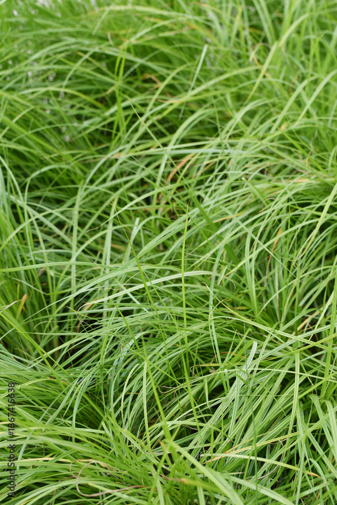 Erdmandel, Cyperus esculentus Erdmandel, Cyperus esculentus