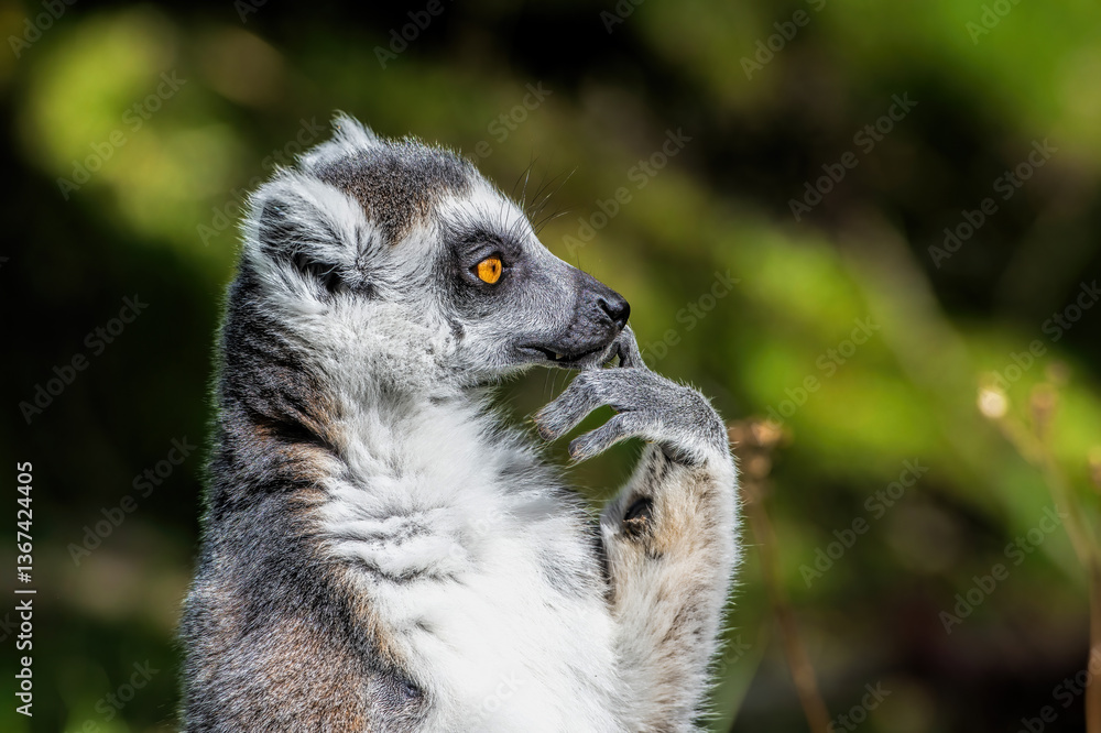 Naklejka premium portrait of a ring-tailed lemur