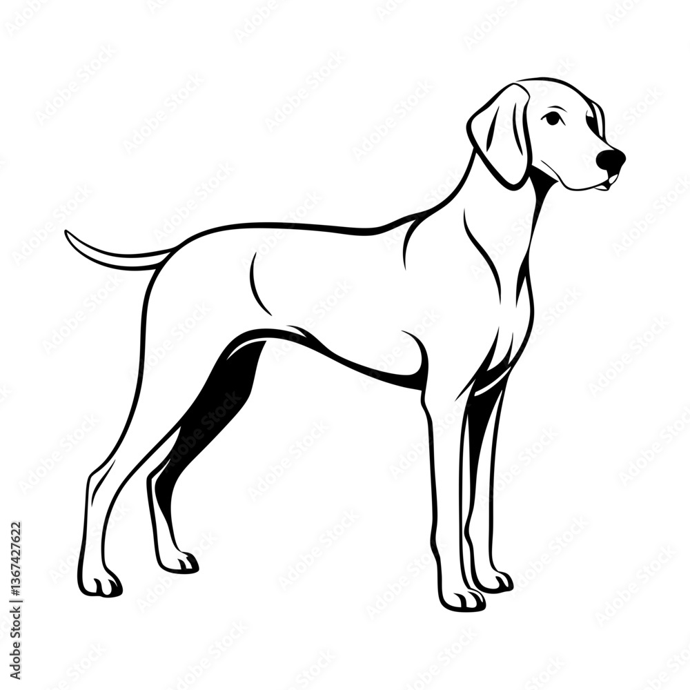 Fototapeta premium Outline of a Weimaraner dog standing confidently 