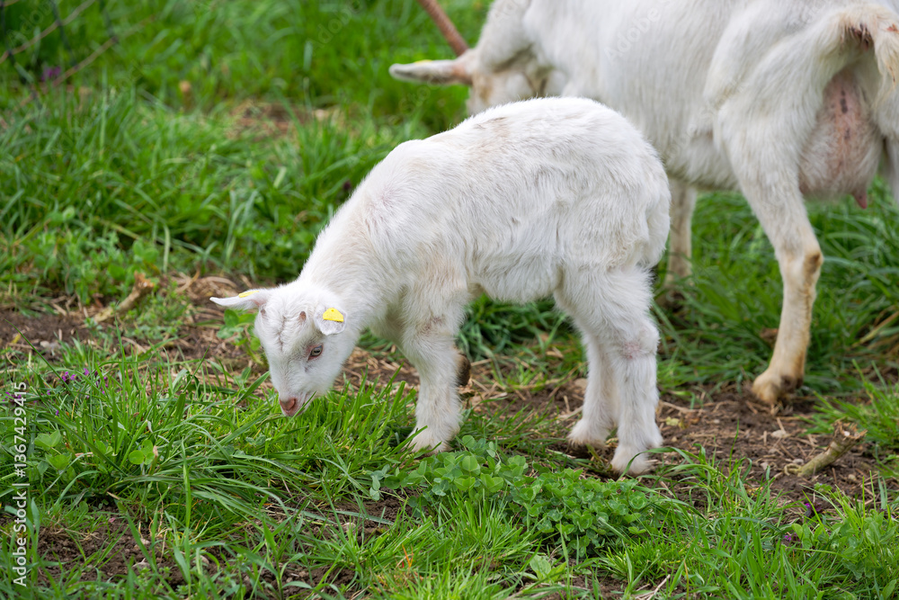 Meadow with goat herd and cute goat kid at farm at Swiss City of Zürich on a cloudy spring afternoon. Photo taken March 27th, 2025, Zurich Schwamendingen, Switzerland. Meadow with goat herd and cute goat kid at farm at Swiss City of Zürich on a cloudy spring afternoon. Photo taken March 27th, 2025, Zurich Schwamendingen, Switzerland.