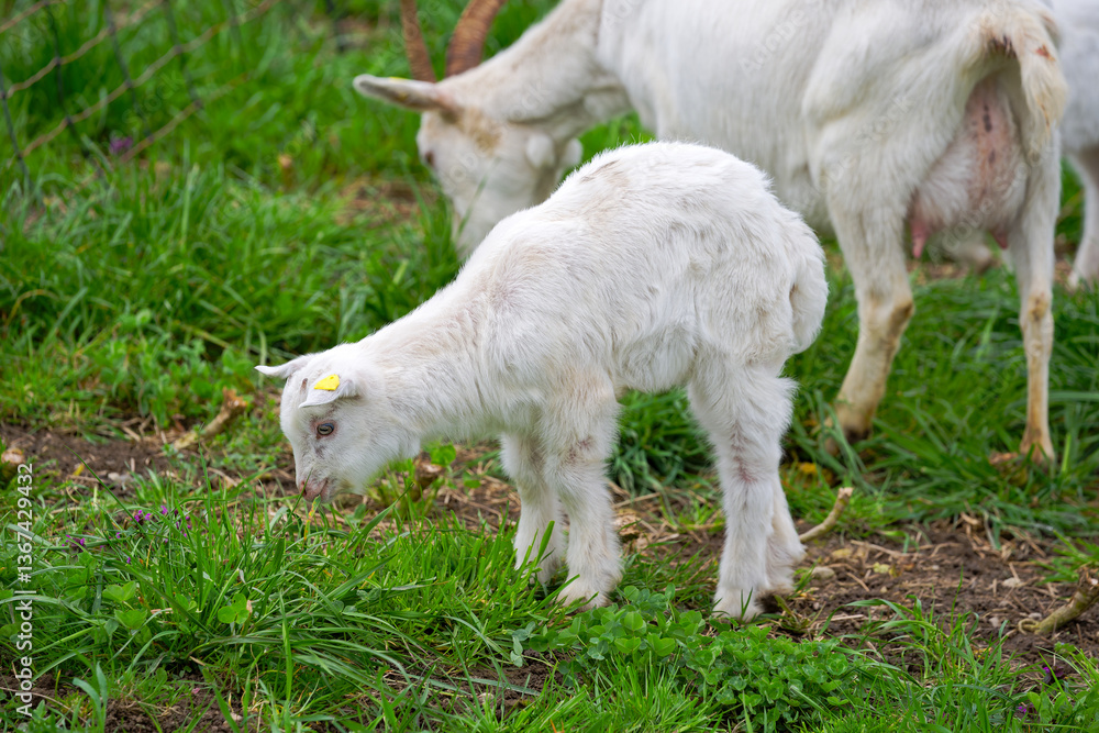 Meadow with goat herd and cute goat kid at farm at Swiss City of Zürich on a cloudy spring afternoon. Photo taken March 27th, 2025, Zurich Schwamendingen, Switzerland. Meadow with goat herd and cute goat kid at farm at Swiss City of Zürich on a cloudy spring afternoon. Photo taken March 27th, 2025, Zurich Schwamendingen, Switzerland.