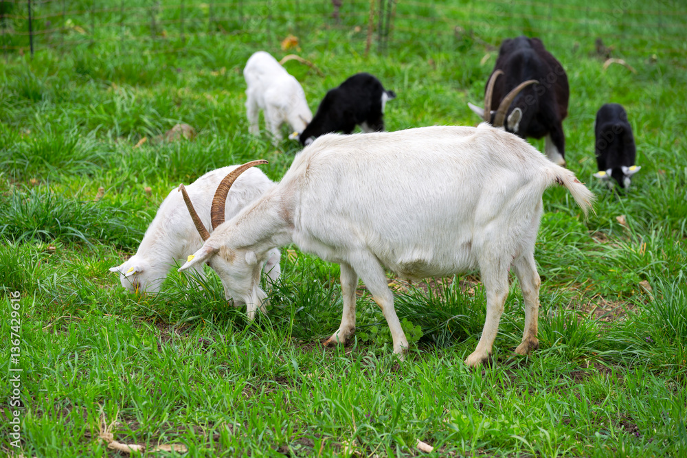 Obraz premium Meadow with goat herd and cute goat kid at farm at Swiss City of Zürich on a cloudy spring afternoon. Photo taken March 27th, 2025, Zurich Schwamendingen, Switzerland.
