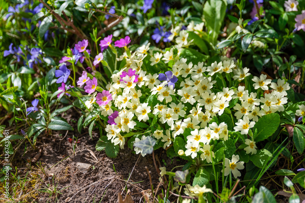 Fototapeta premium Primroses Flowers Blooming in a Spring Garden