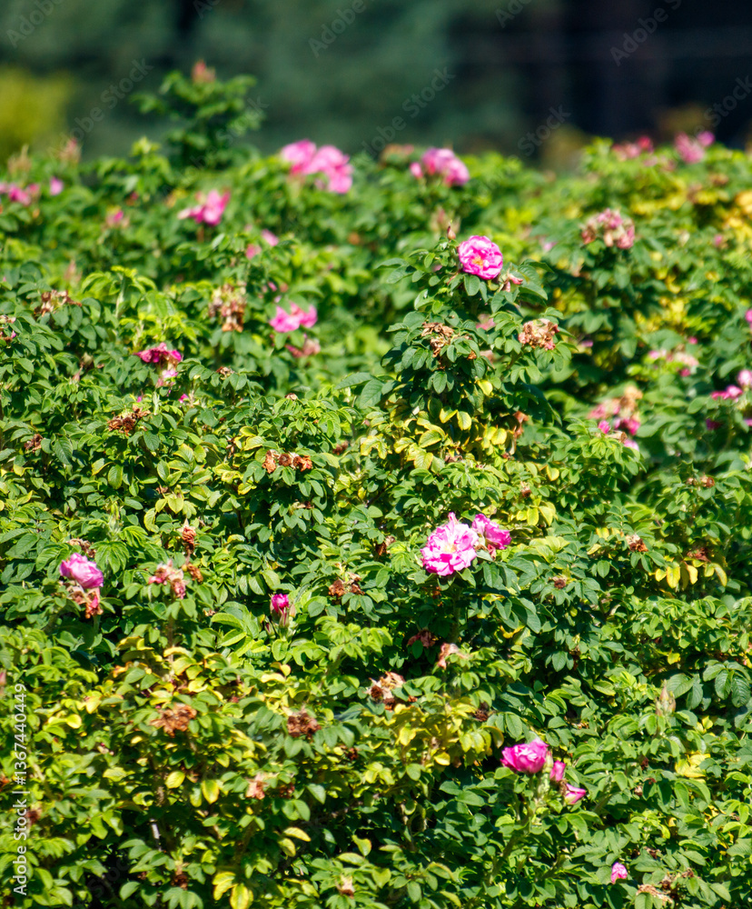 A field of pink flowers with green leaves A field of pink flowers with green leaves