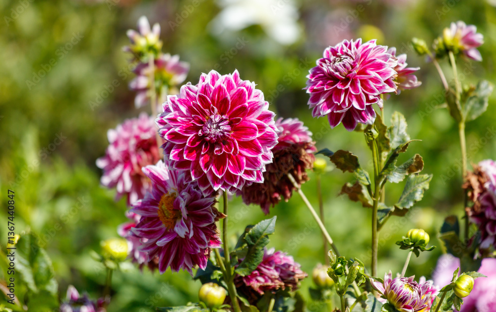 A bunch of pink and white flowers with a few brown spots A bunch of pink and white flowers with a few brown spots