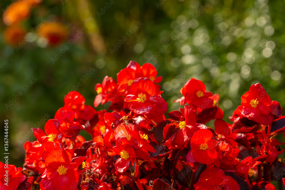Fototapeta premium Blossom red begonia flower on a green background on a summer sunny day macro photography. Blooming houseplant with pink petals in sunlight close-up photo.