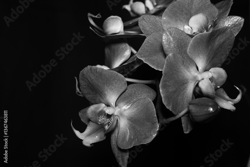 Orchid In Black And White
