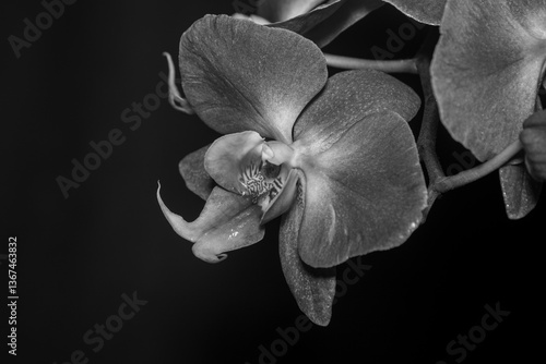 Orchid In Black And White
