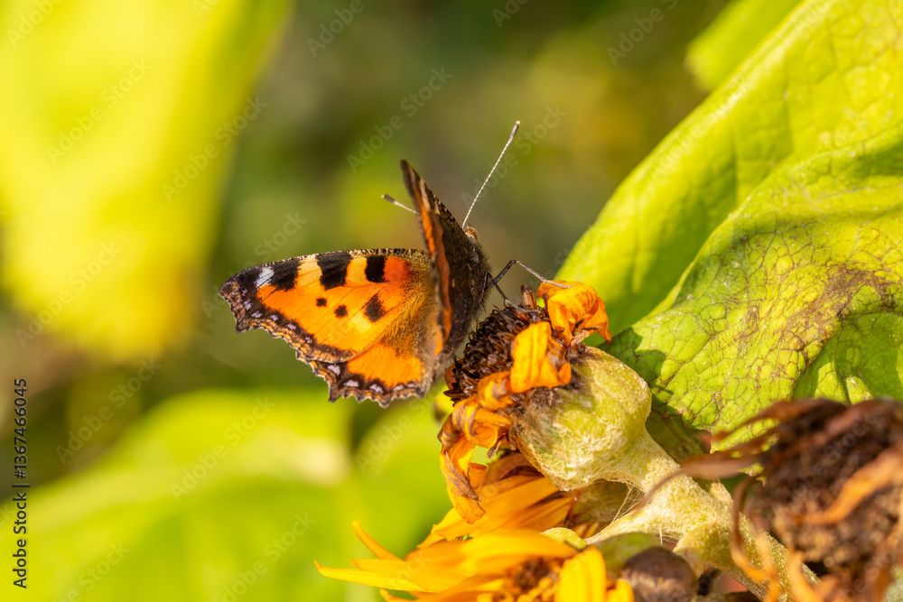Obraz premium A vibrant Small Tortoiseshell butterfly rests on a withering sunflower, its orange and black wings contrasting with the fading petals. Sunlight highlights the delicate patterns of nature.