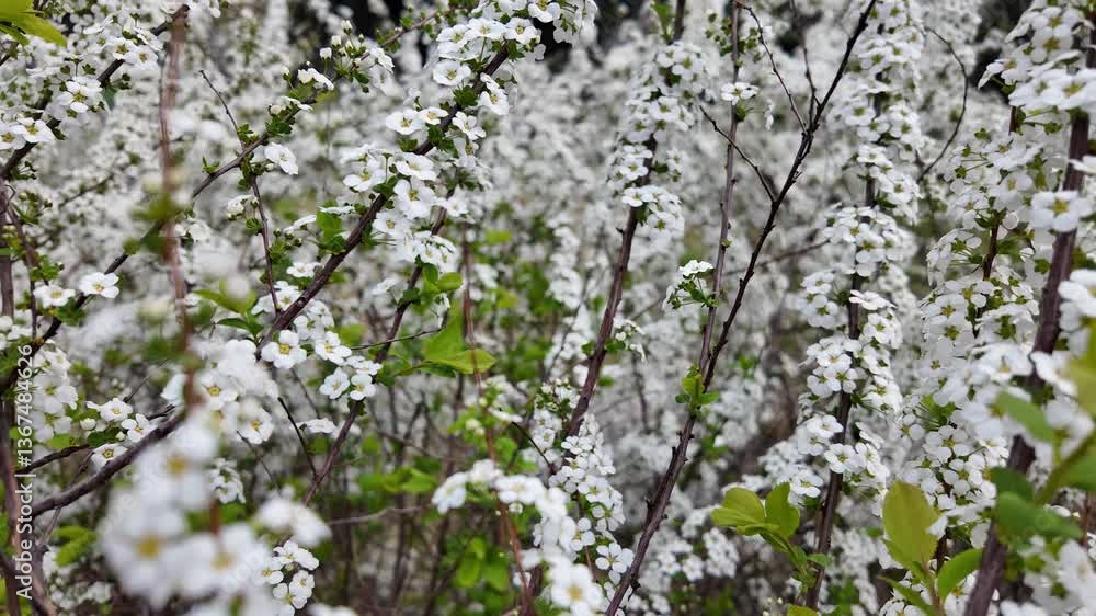 Beautiful Cherry Blossoms in Full Bloom at Seoul Forest Beautiful Cherry Blossoms in Full Bloom at Seoul Forest