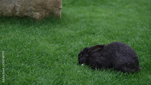 An absolutely adorable black rabbit peacefully resting on lush green grass in natures beauty