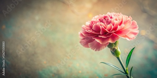 Documentary Photography: Carnation Background - Close-Up Floral Still Life