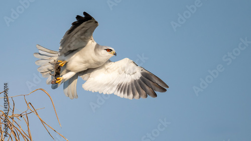 Black-winged Kite with mouse in paws. Bird of prey
