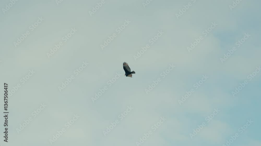 An eagle gracefully turns in circles high above, soaring in the clear blue sky. Its majestic flight captures the freedom and power of the bird as it glides effortlessly through the open air.