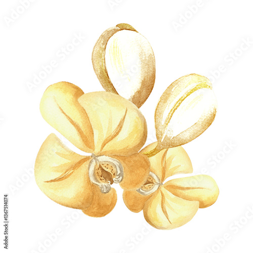 Photography Watercolor yellow orchid flower