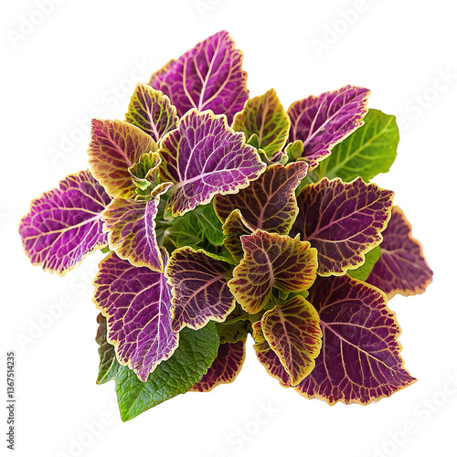 Vibrant coleus png lush coleus leaf png tropical coleus png colorful coleus png decorative coleus png transparent background image