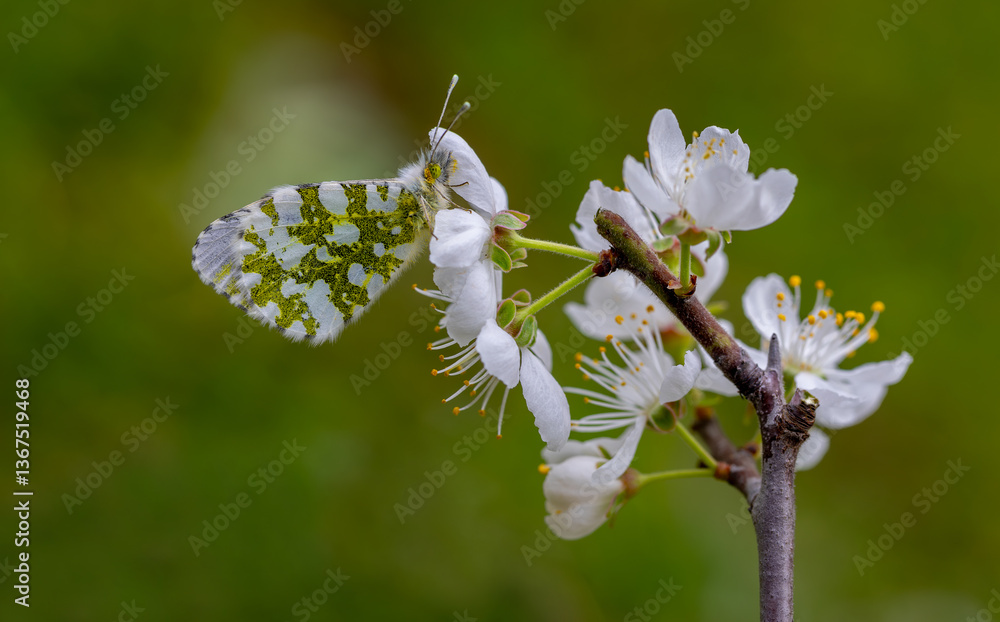 Orange Ornate Butterfly (Anthocharis cardamines) on a flower in Yamanlar Mountain.