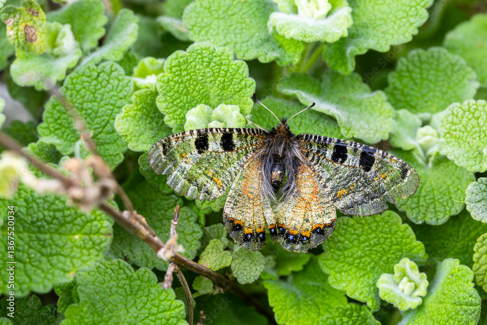 False Apollo butterfly (Archon apollinus) on a plant
