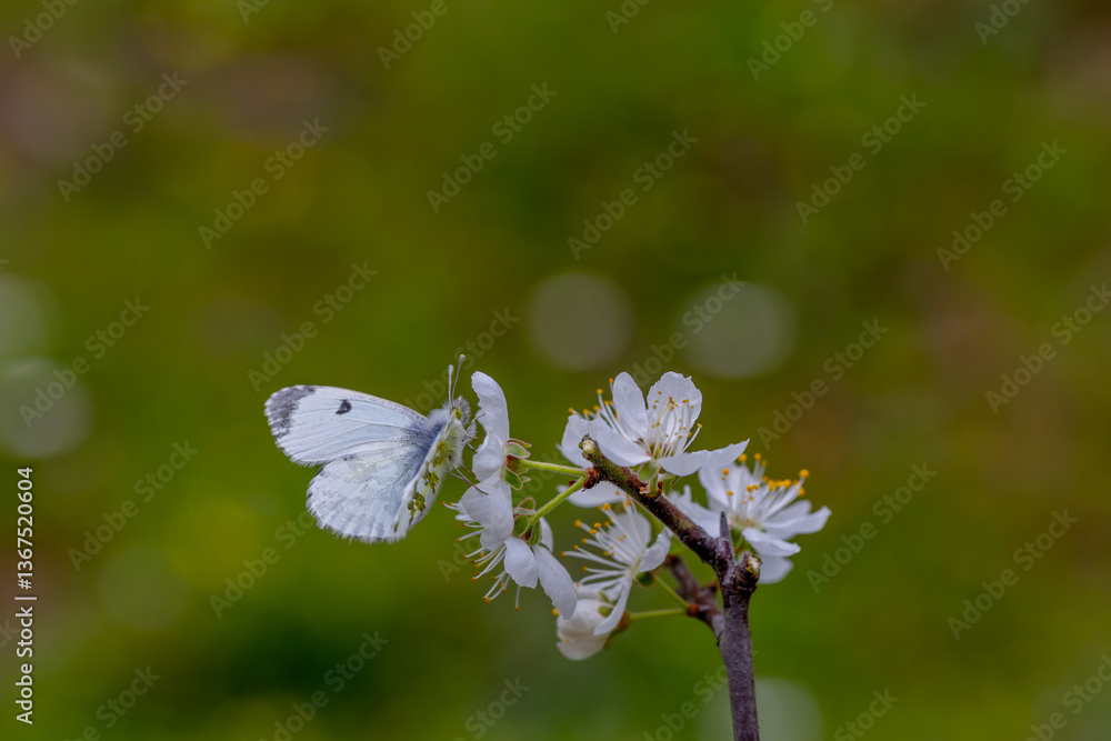 Orange Ornate Butterfly (Anthocharis cardamines) on a flower in Yamanlar Mountain.