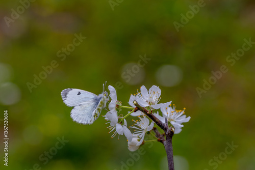 Obraz na płótnie Orange Ornate Butterfly (Anthocharis cardamines) on a flower in Yamanlar Mountain. w salonie