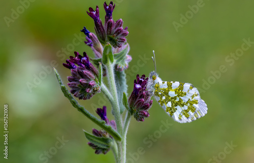 Obraz na płótnie Orange Ornate Butterfly (Anthocharis cardamines) on a flower in Yamanlar Mountain. w salonie